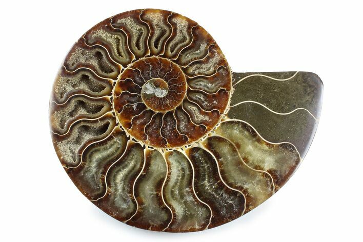 Cut & Polished Ammonite Fossil (Half) - Madagascar #364938